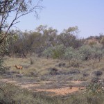 2_dingo