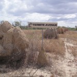 4Termiten