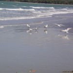 4milebeach_DSC00760