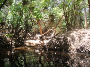 7_Mataranka_Thermal_Pool