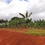 Bananeplantage