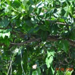 Nebenarm_snake