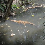 Rainforst_DSC00601