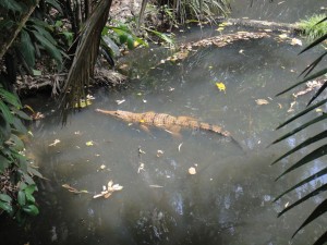 Rainforst_DSC00601