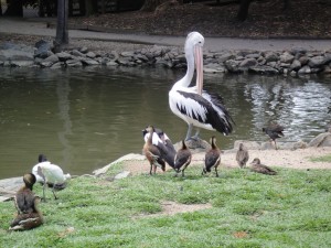 Rainforst_DSC00615