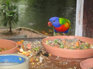 Rainforst_DSC00630