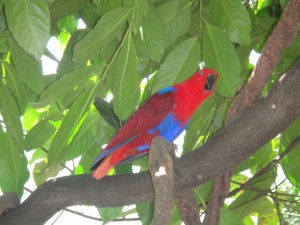 Rainforst_DSC00656
