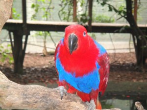 Rainforst_DSC00662