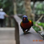 Rainforst_DSC_1656