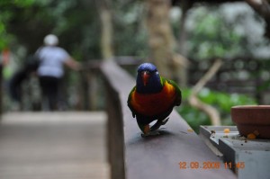 Rainforst_DSC_1656