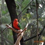 Rainforst_DSC_1705