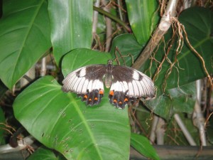 butterfly1