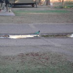 campingthealice_004_