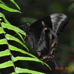 countrysite_DSC_1959