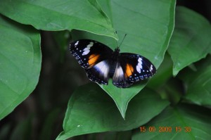 countrysite_DSC_1962