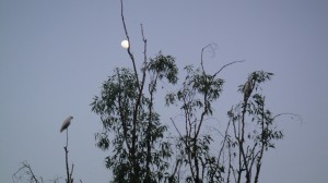 1_Jairu_Moon
