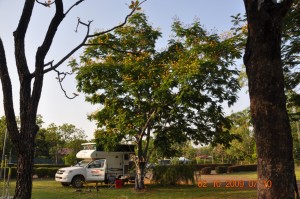 2_Jabiru_Morning_