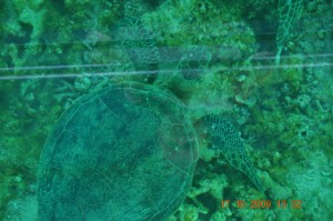 4_glass_bottom