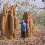 5_Spinifextermite_