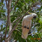 6_Kakadu
