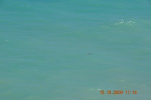 6_turtle