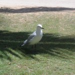 8_corallbay