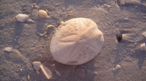 8_eighty_mile_beach