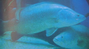 91_barramundi