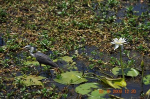 9_Billabong