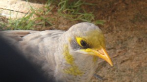 9_corallbay