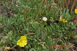 Flora_Fauna_038_