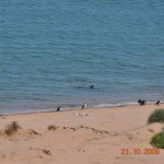 Flora_Fauna_049_
