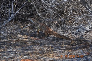 Flora_Fauna_051_