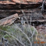 Kalbarri_theLoop_076_