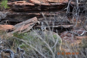 Kalbarri_theLoop_076_