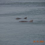 dolphins_028_