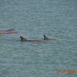 dolphins_029_