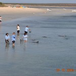 dolphins_030_