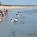 dolphins_031_