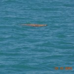 dugongs_032_