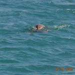 dugongs_033_
