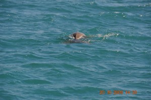 dugongs_033_