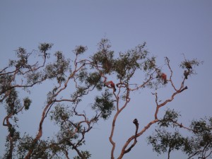 kakadu_Gunlum_007_