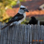 perth15