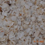 shark_bay_021_