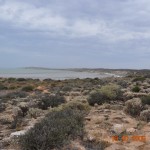 shark_bay_022_