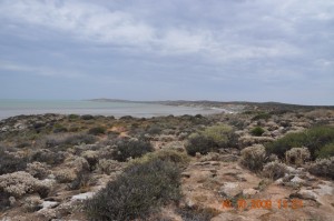 shark_bay_022_