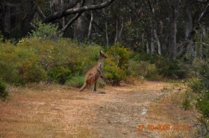 yanchep_13_