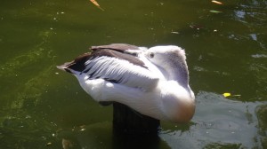 zoo_city47