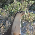 04_Seels_Sealbay